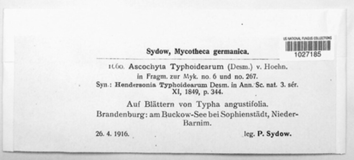 Ascochyta typhoidearum image